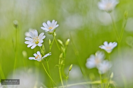 Voorjaarsbloemen