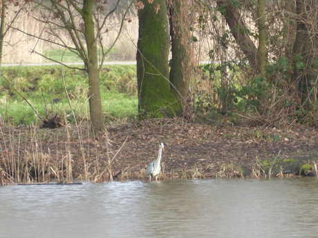 Een blauwe reiger 1