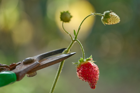 Snoeien ter Bestrijding van Ziekte bij Aardbeienplant