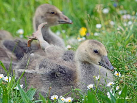 "He..pas op met die flappers..."