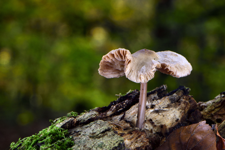 Kleine paddenstoeltje