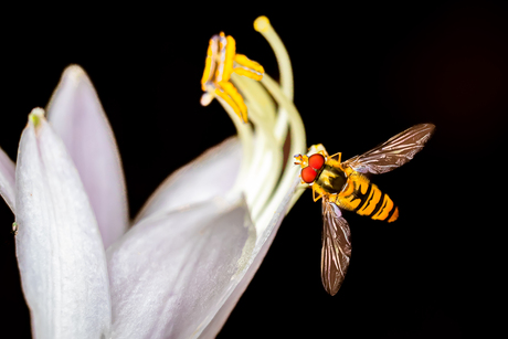 Episyrphus balteatus