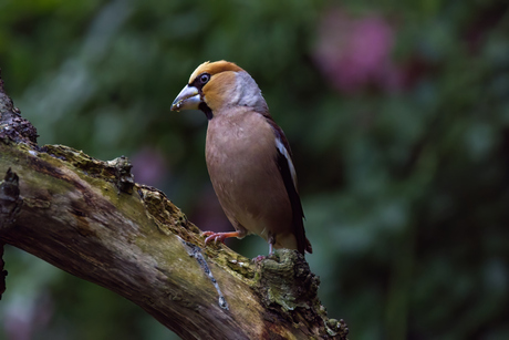 Appelvink