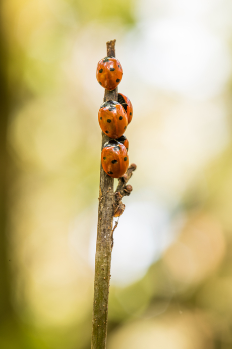 samen schuilen