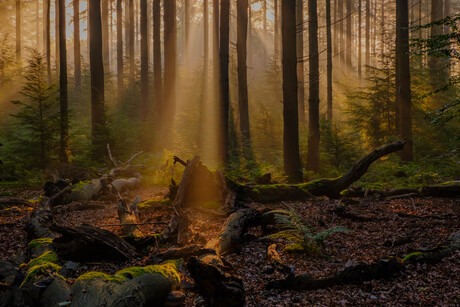 zonsopkomst in het bos