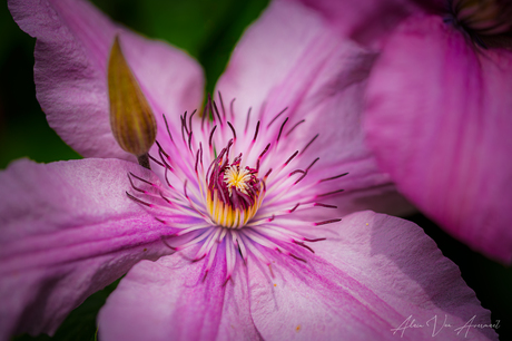 Clematis
