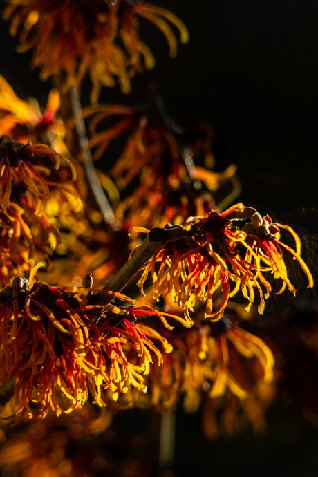 Hamamelis in bloei