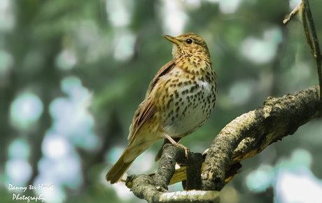 🎶 De zangkunstenaar van het bos! 🎶