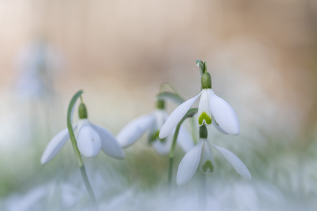 sneeuwklokjes