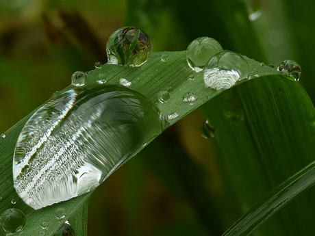 Reflectie in waterdruppels