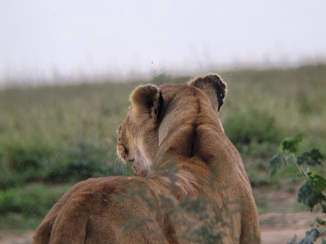 Leeuwin op de Serengeti 