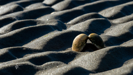 Wind, Zand, Zee, Zon en....een schelp