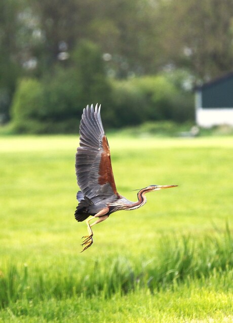 Purperreiger