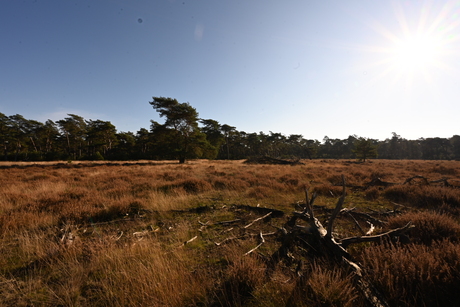 Veluwe 