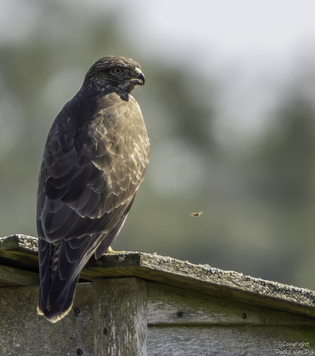 Buizerd