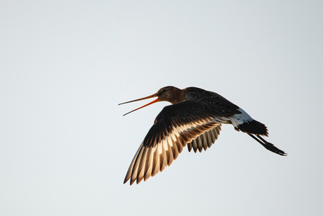 Grutto in de vlucht