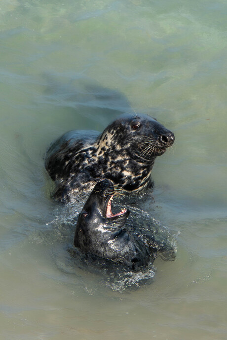 spelende zeehonden