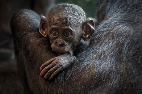 Mother’s Embrace