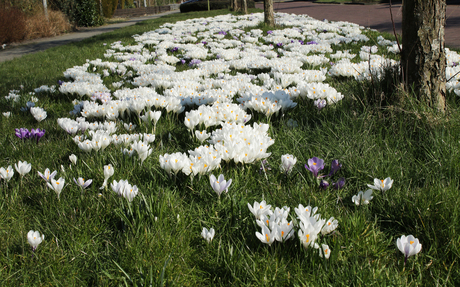 groep krokussen