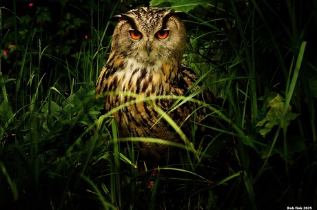 The Owl