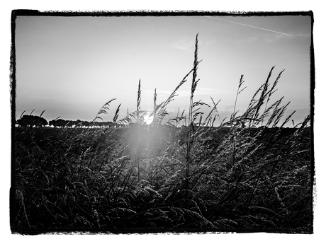 ondergaande zon weiland Edam