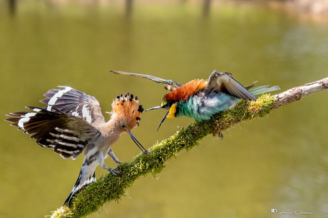 De Hop en de Bijeneter