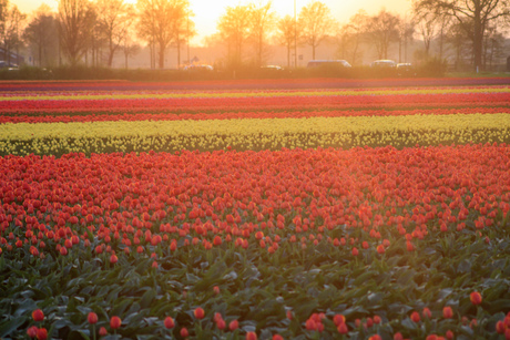 De zon straalt over het tulpen veld