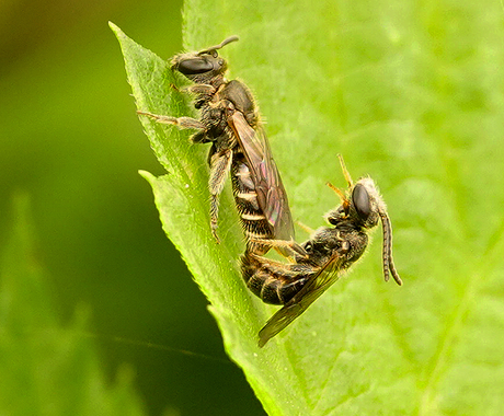 Ik duw het vrouwtje naar huis want ze heeft zand in haar oogjes