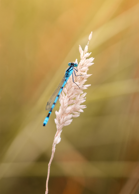 Blauwe Libelle neemt een pitstop