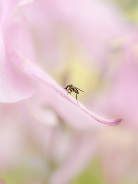 Soft pink