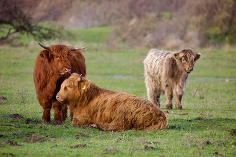 Schotse Hooglanders
