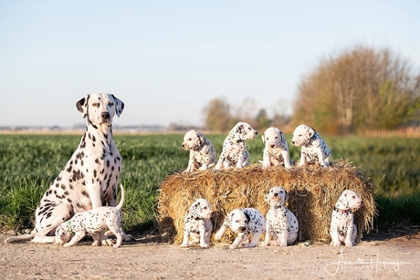 Heel veel Dalmatiër puppies