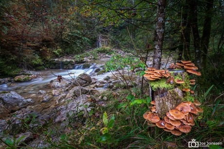 Paddenstoelen bij water