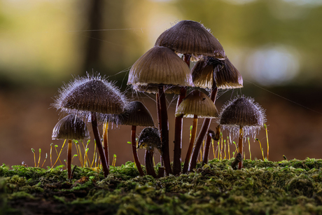 mycena spec met knopschimmel