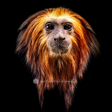 Goudenleeuwkop aapje