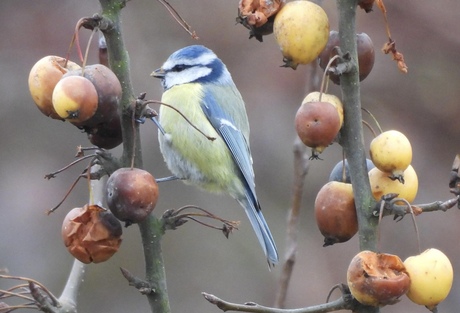 Appeltje voor de dorst