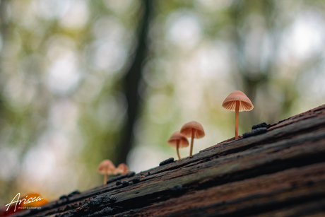 Herfst, dus paddenstoelen 🍄🍁