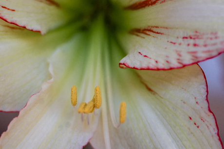 Detail amaryllis
