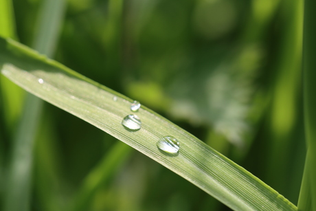 raindrops