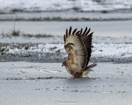 Buizerd duikt in het ijs.