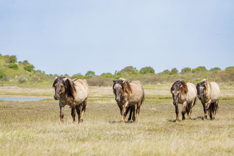 Konik