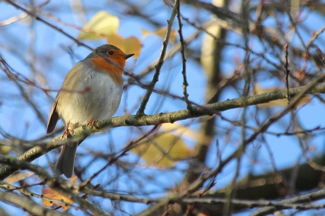 Rouge-gorge.