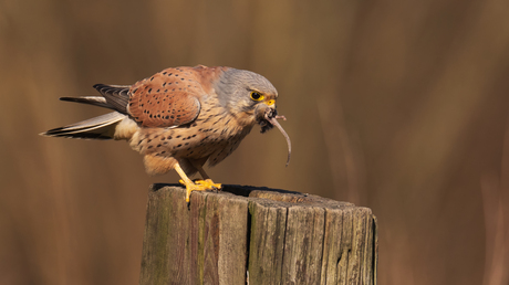 Torenvalk met gevangen muis.