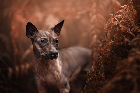 In de bruine varens!
