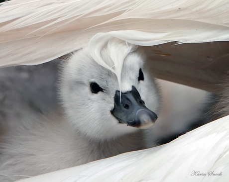 "Peek-a-boo..."