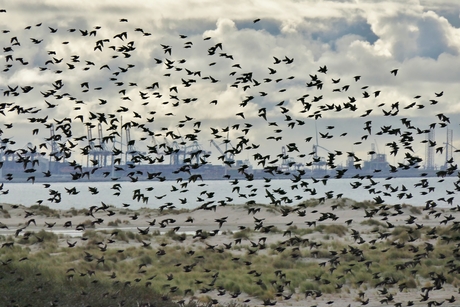 "Een paar" spreeuwen...