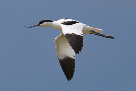 Avocet airlines 