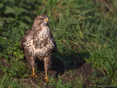Buizerd is geland