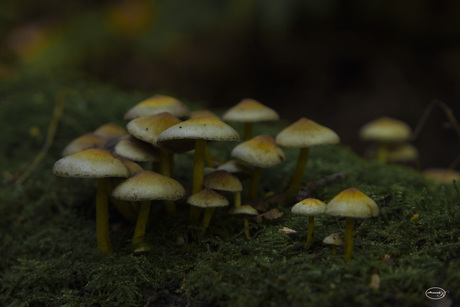 mooi partij paddenstoelen in het rijsterbos.