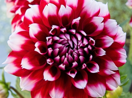 Hart Dahlia